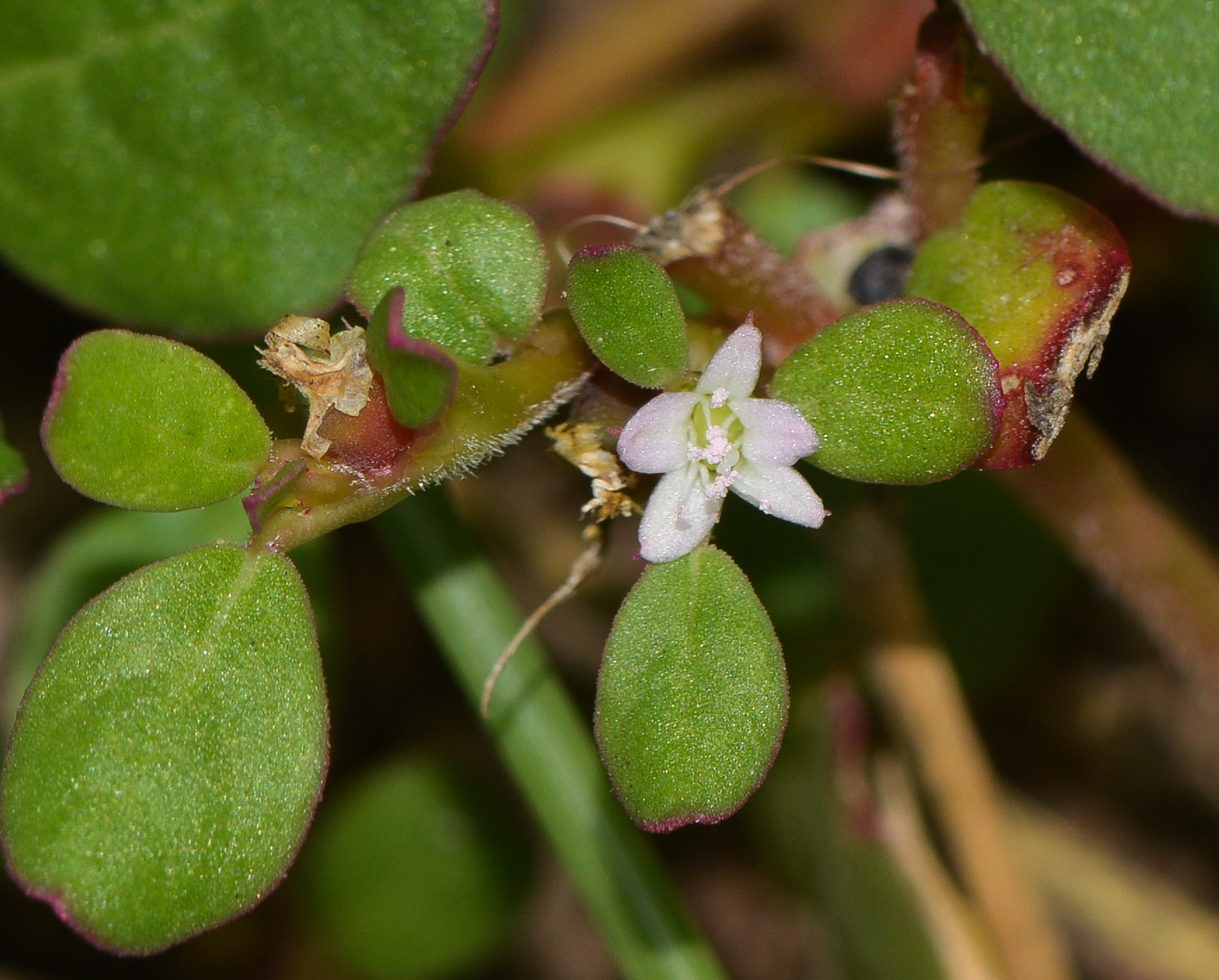 Изображение особи Trianthema portulacastrum.