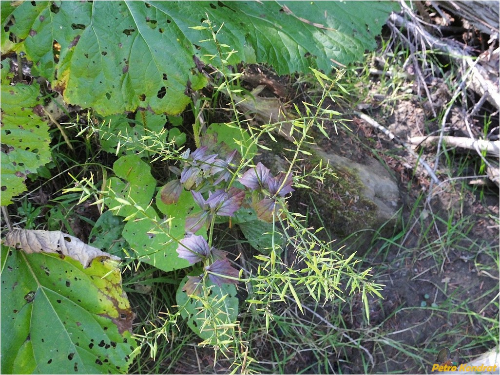 Image of Barbarea vulgaris specimen.