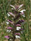 Acanthus spinosus. Верхушка соцветия. Греция, о-в Крит, ном Ханья (Νομός Χανίων), дим Киссамос (Κίσσαμος), травянистый склон с одиночными деревьями, у автомобильной дороги. 20 июня 2017 г.