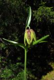 Fritillaria sajanensis. Верхняя часть цветущего растения. Красноярский край, Ермаковский р-н, парк \"Ергаки\", долина р. Тушканчик, таёжное редколесье. 06.06.2017.