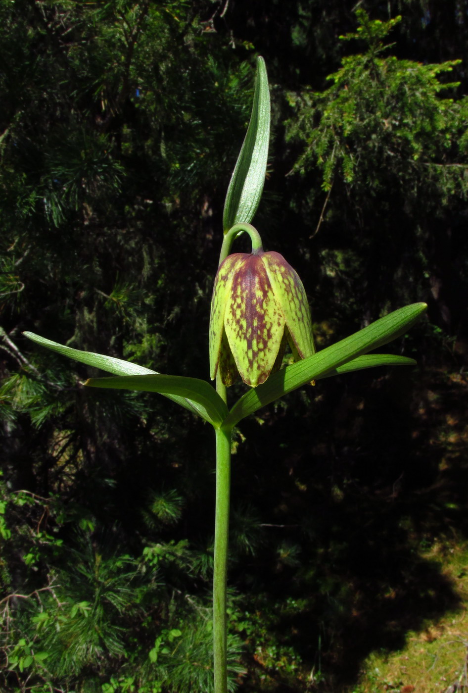 Изображение особи Fritillaria sajanensis.