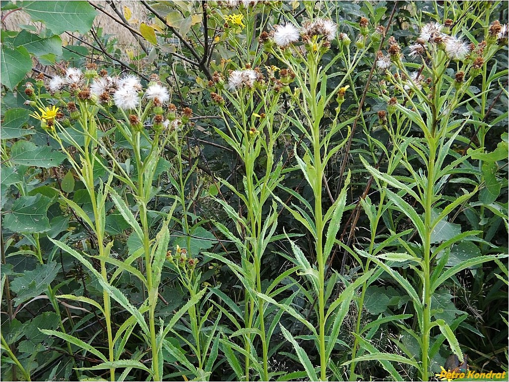 Image of Senecio nemorensis specimen.