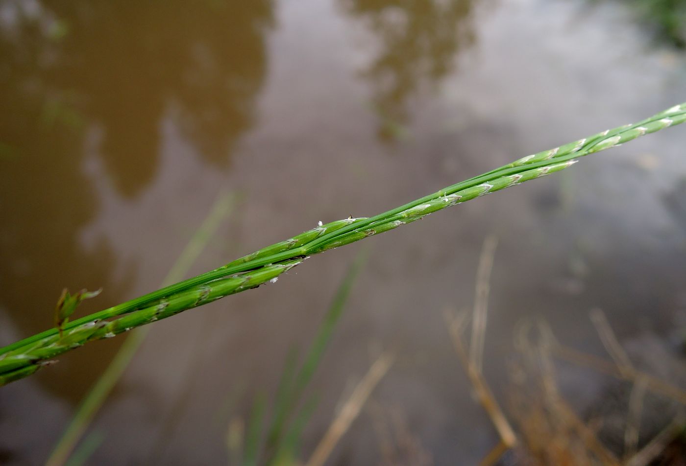 Image of Glyceria fluitans specimen.