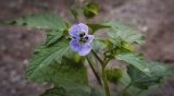 Nicandra physalodes