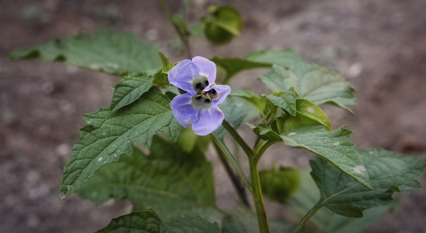 Image of Nicandra physalodes specimen.