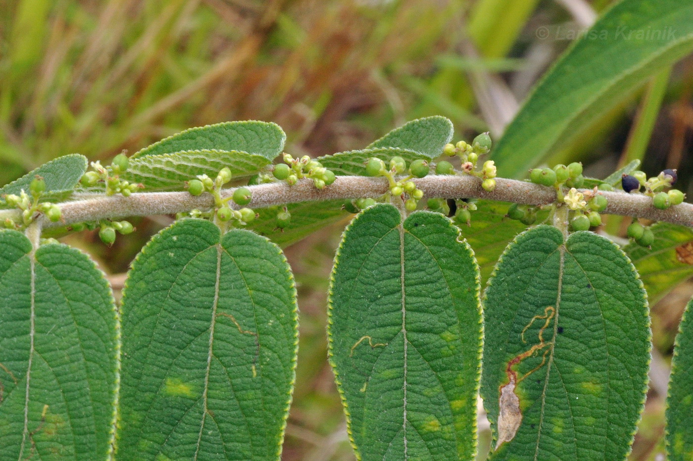 Image of genus Trema specimen.