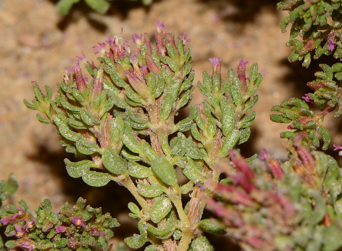 Image of Frankenia pulverulenta specimen.