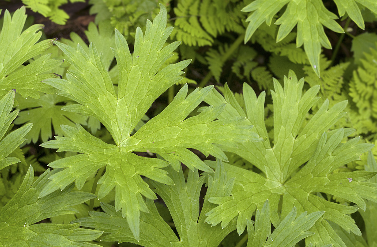 Изображение особи Aconitum umbrosum.