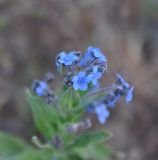 семейство Boraginaceae. Соцветия. Китай, Юньнань, окраина пос. Шаси (Shaxi 沙溪), берег реки Heihui. 25 октября 2016 г.
