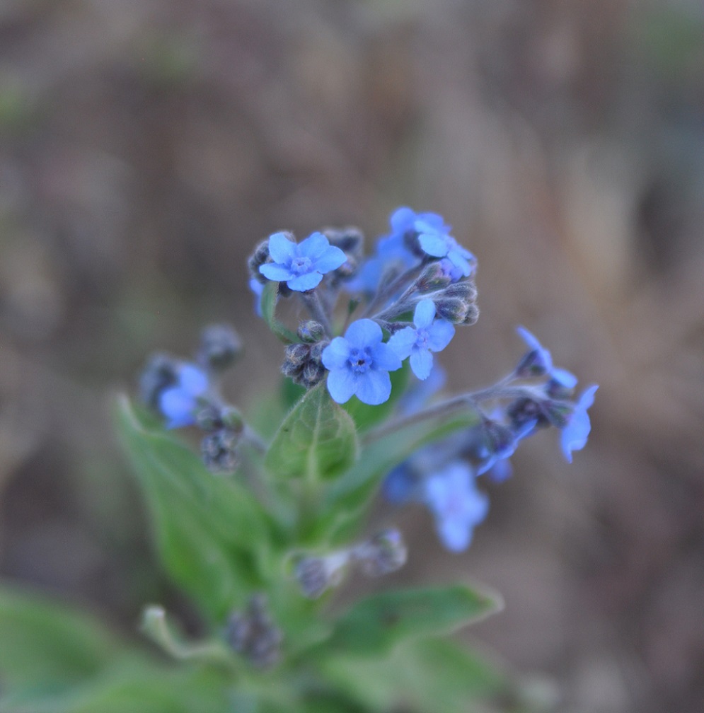 Изображение особи семейство Boraginaceae.