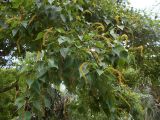 Triadica sebifera. Ветвь с соцветиями и завязавшимися плодами. Австралия, г. Брисбен, ботанический сад. 03.12.2017.