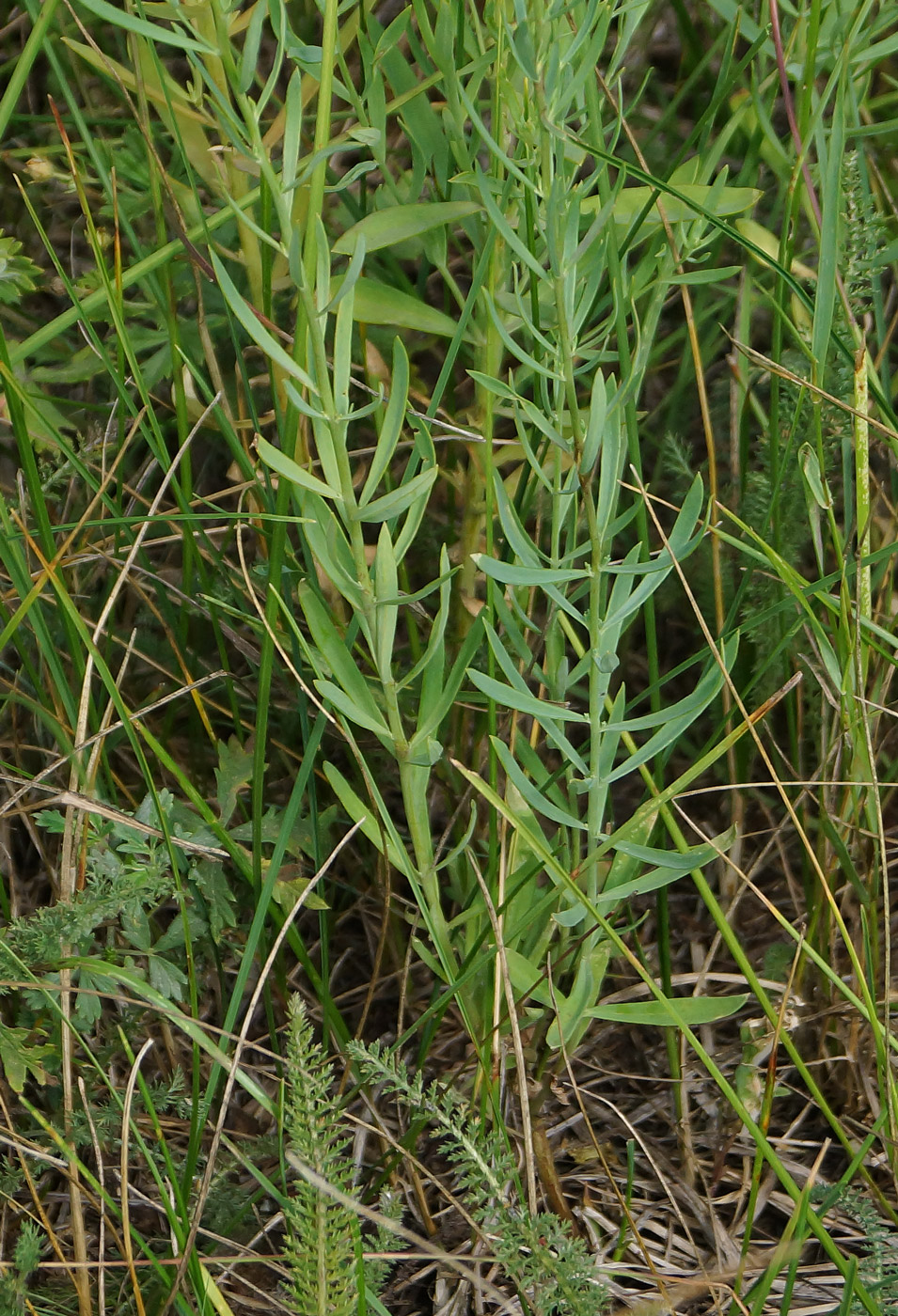 Image of Linaria vulgaris specimen.