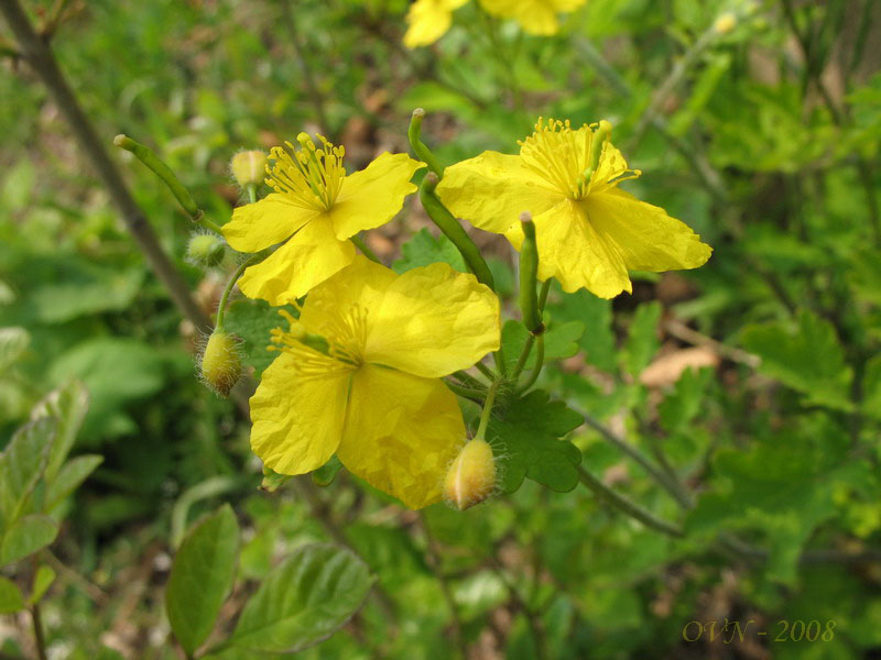 Изображение особи Chelidonium asiaticum.