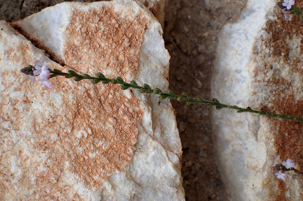 Image of Verbena officinalis specimen.