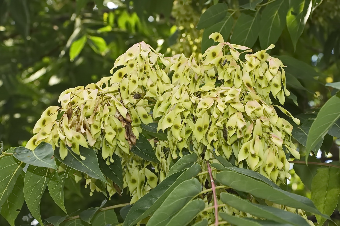 Image of Ailanthus altissima specimen.