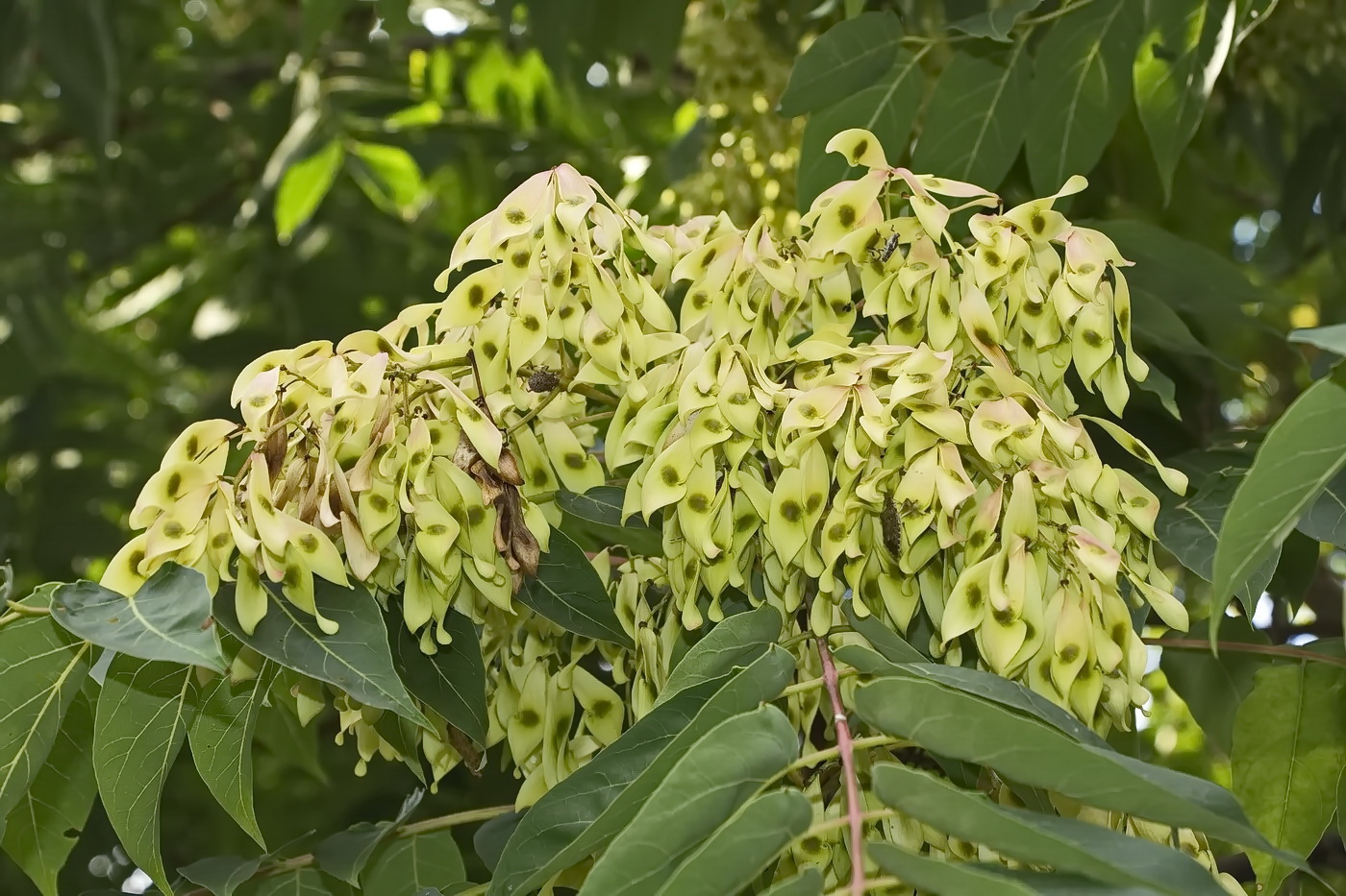 Изображение особи Ailanthus altissima.