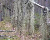 genus Usnea