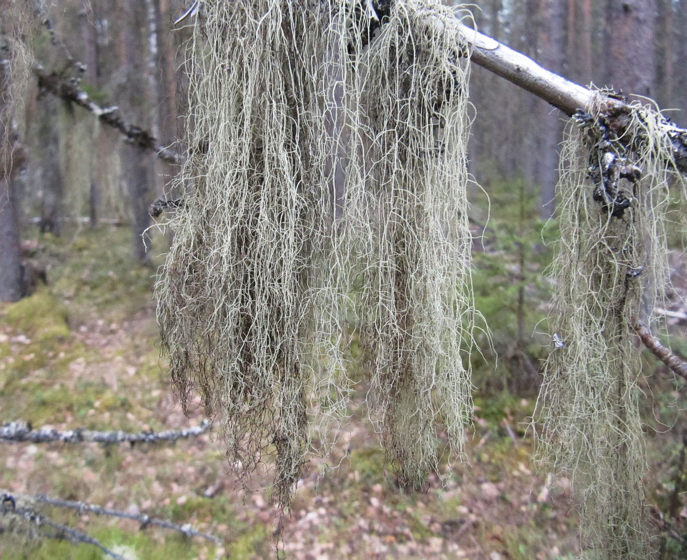 Image of genus Usnea specimen.