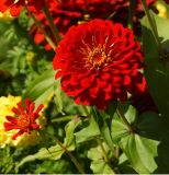 Zinnia elegans