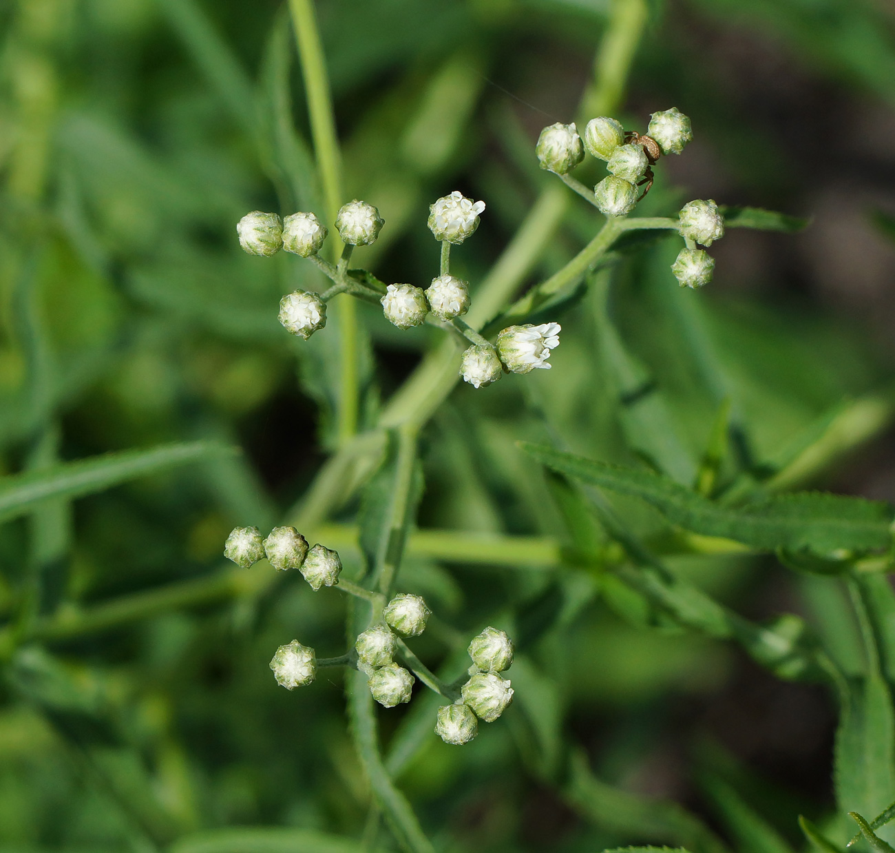 Image of Achillea cartilaginea specimen.