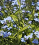 Myosotis sylvatica. Средняя часть побега. Пермский край, г. Пермь, Свердловский р-н, кладбище \"Южное\", тополёвая роща. 15.06.2017.