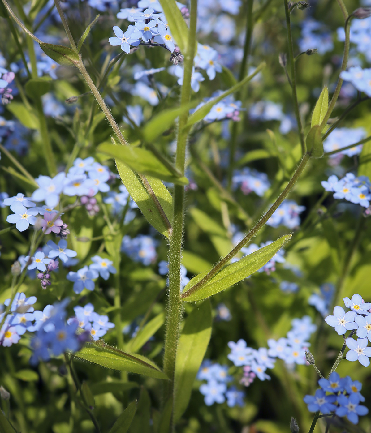 Изображение особи Myosotis sylvatica.