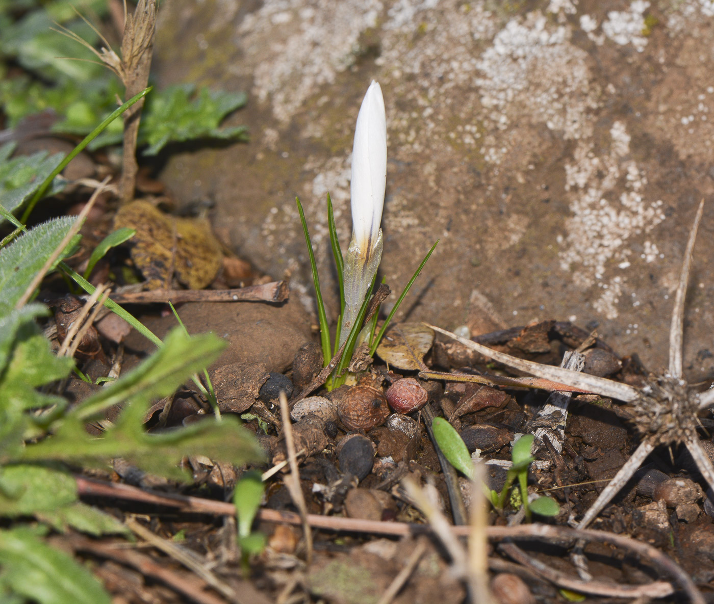 Изображение особи Crocus aleppicus.