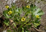 Ranunculus sceleratus. Верхушка цветущего и плодоносящего растения. Якутия, ГО г. Якутск, с. Ст. Табага, обочина дороги, около канавы. 14.06.2016.