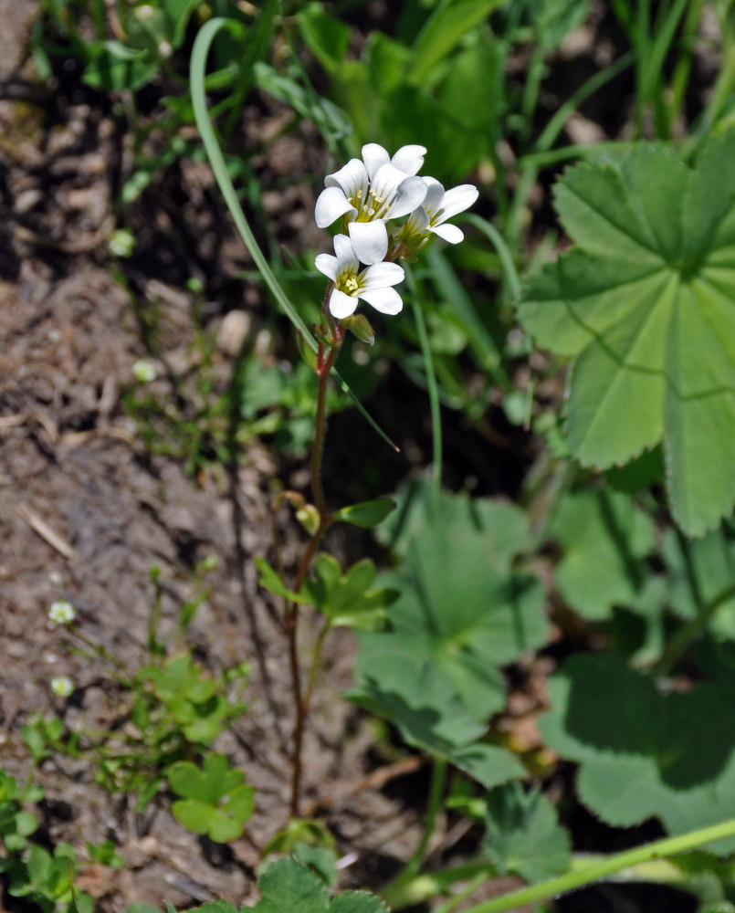 Изображение особи Saxifraga sibirica.