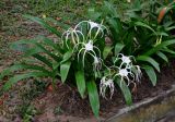 Hymenocallis speciosa. Цветущее растение. Малайзия, Куала-Лумпур, в культуре. 13.05.2017.