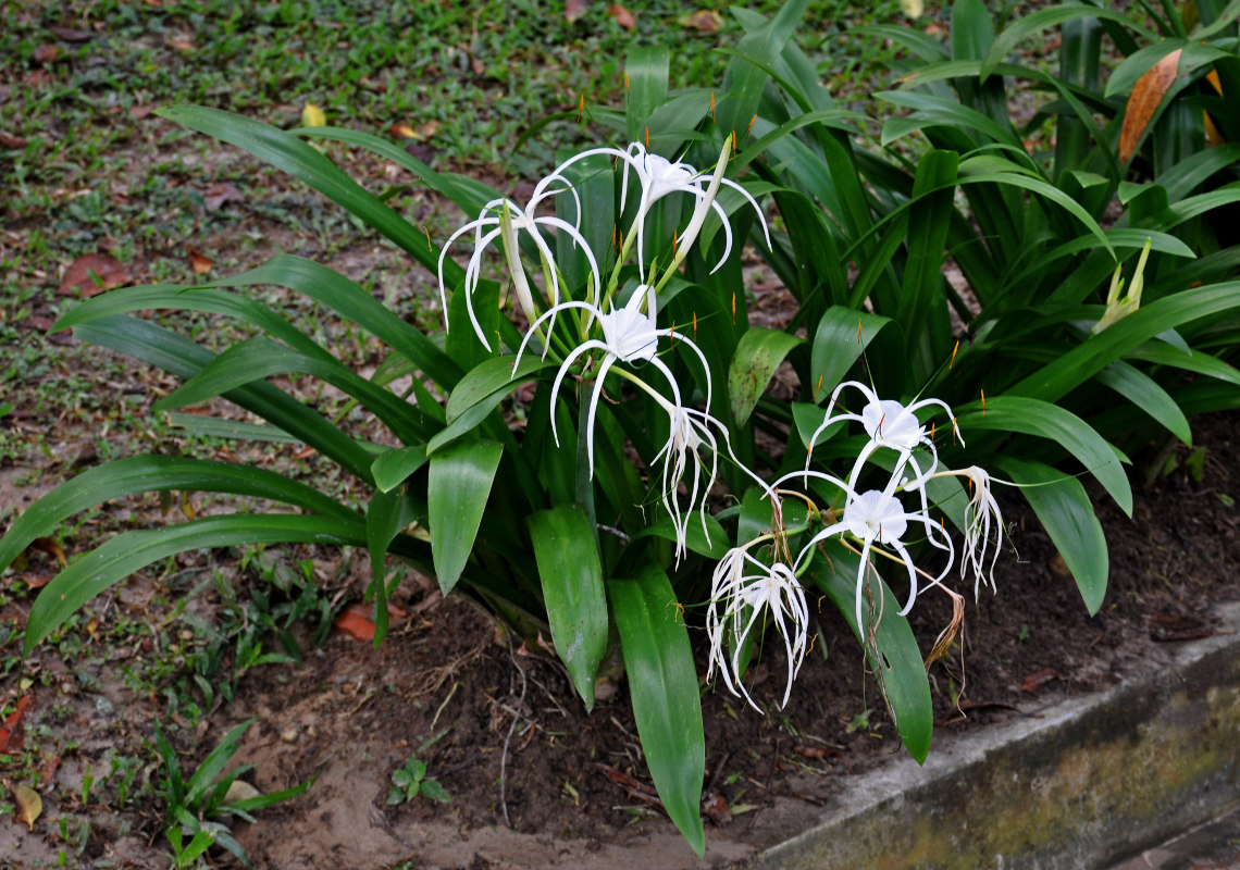 Image of Hymenocallis speciosa specimen.