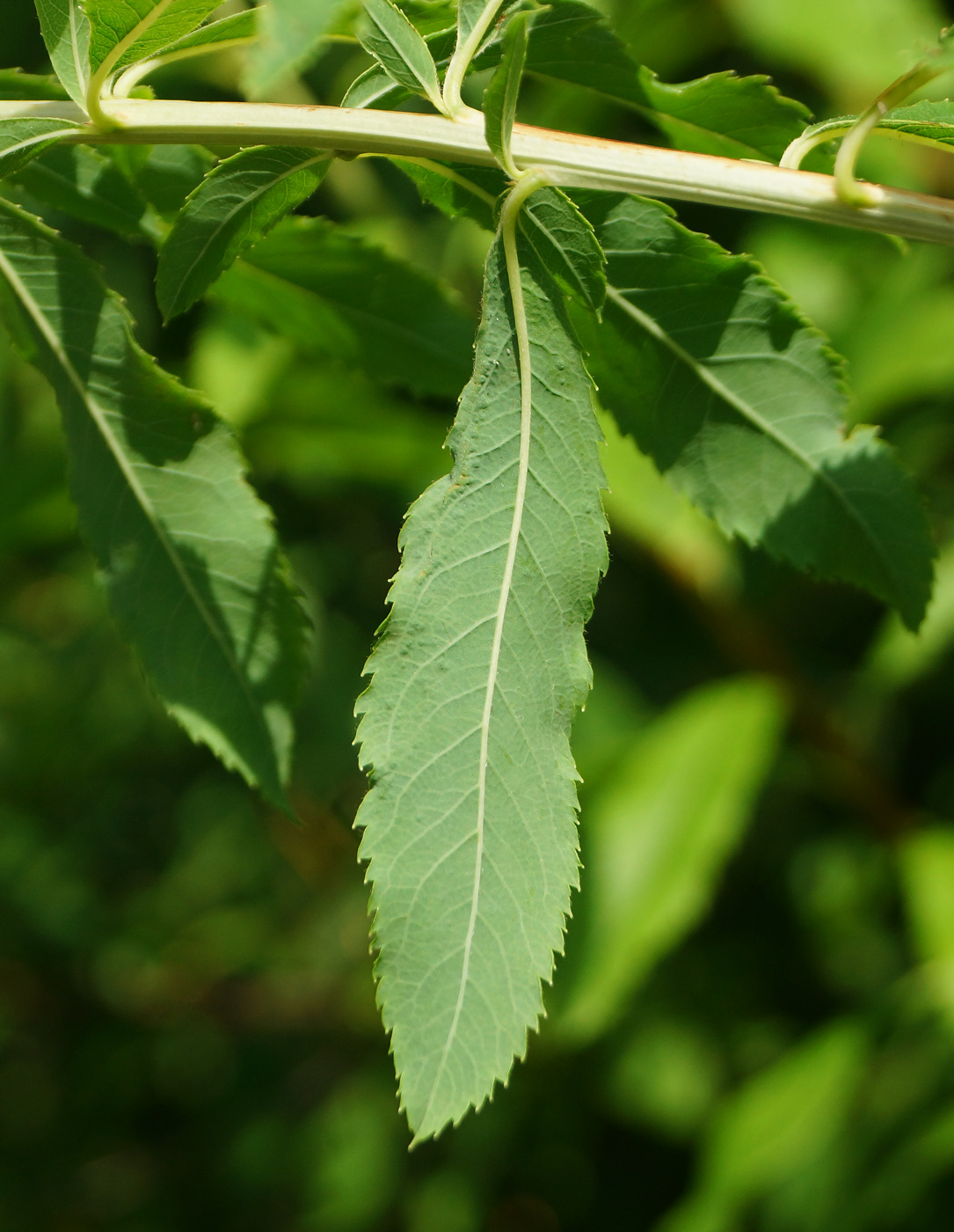 Изображение особи Spiraea alba.