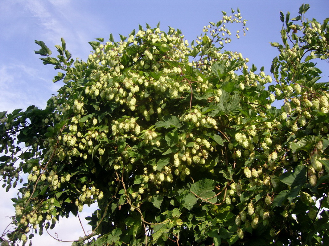 Image of Humulus lupulus specimen.