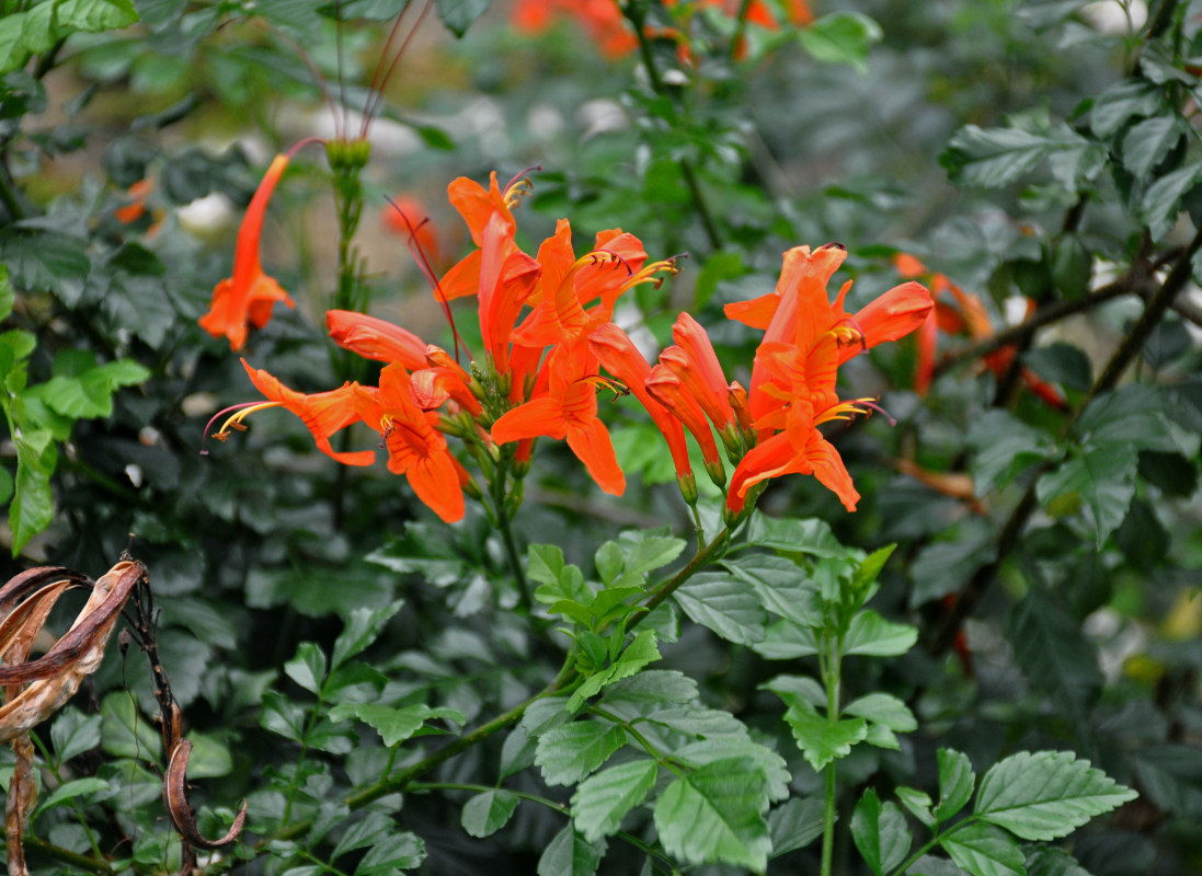 Изображение особи Tecomaria capensis.