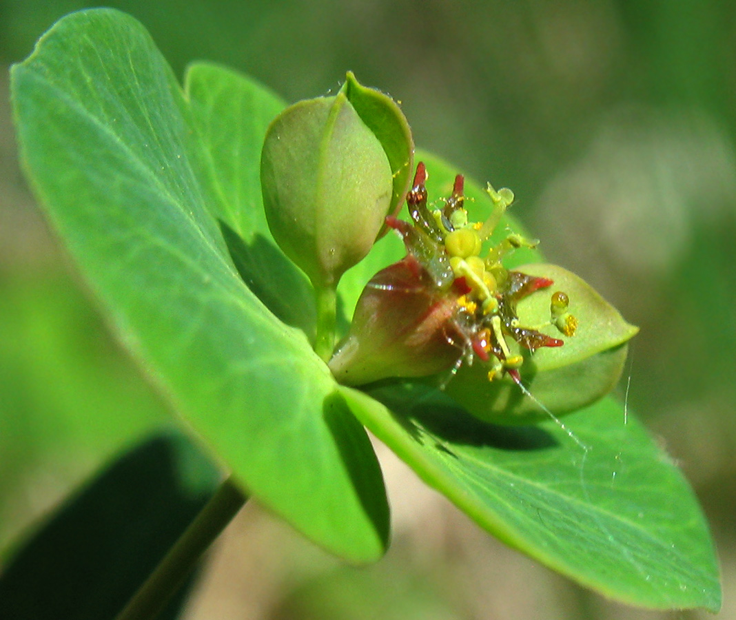 Изображение особи Euphorbia subcordata.