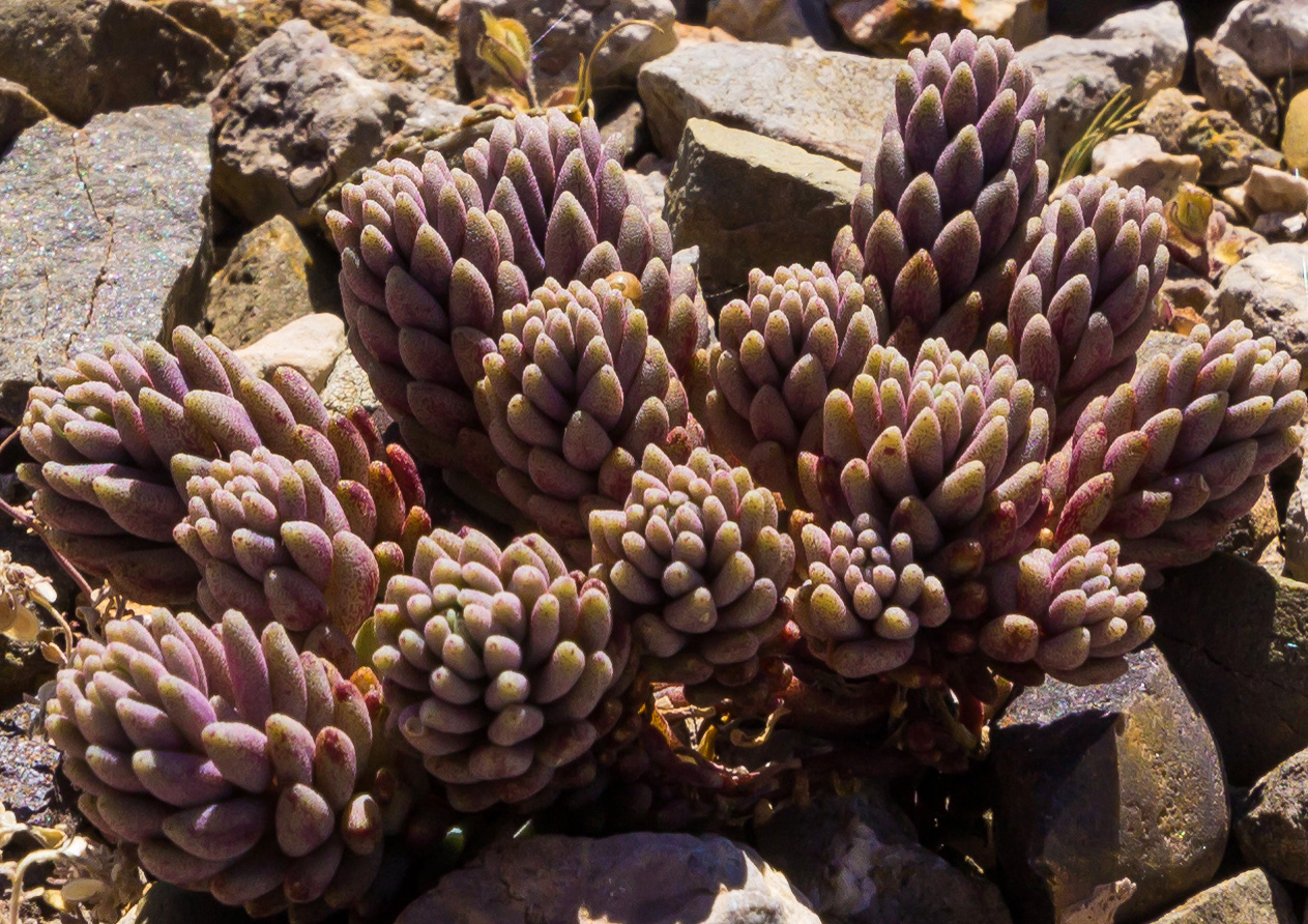 Изображение особи род Sedum.