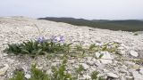 Vinca herbacea. Цветущее растение. Краснодарский край, м/о г. Новороссийск, гора Лысая, заброшенный мергелевый карьер, щебнистая россыпь. 17.04.2018.