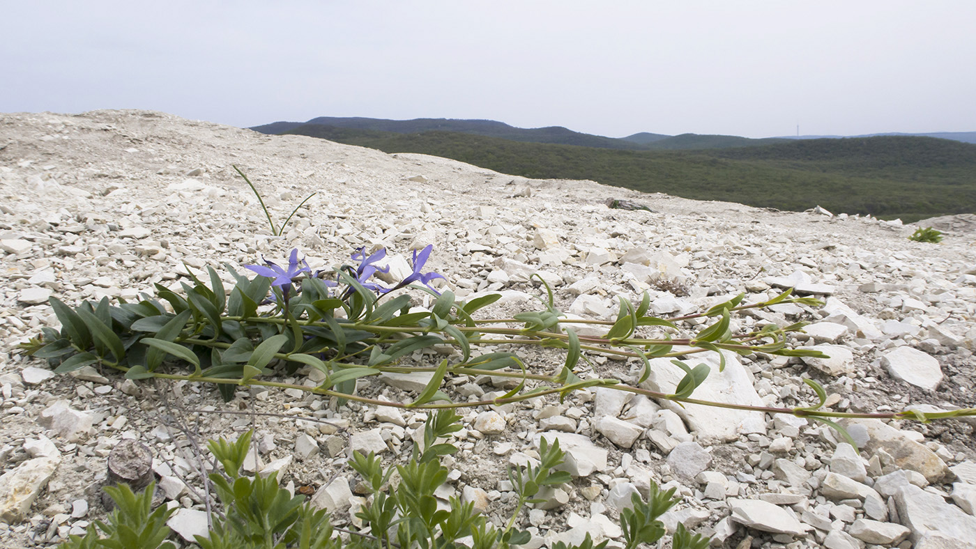 Изображение особи Vinca herbacea.