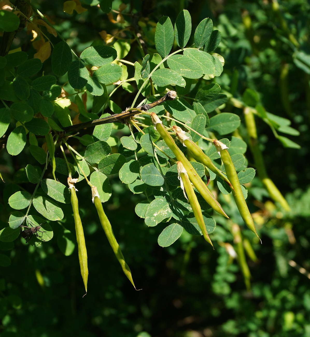 Изображение особи Caragana arborescens.