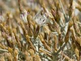 Centaurea spinosa. Соцветия-корзинки. Греция, о-в Крит, ном Ханья (Νομός Χανίων), дим Ханья (Δήμος Χανίων), полуостров Акротири (Ακρωτήρι), деградированная фригана вблизи побережья Эгейского моря. 30 июня 2017 г.