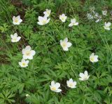 Anemone sylvestris