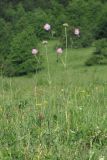 Knautia arvensis