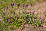 Prunella vulgaris