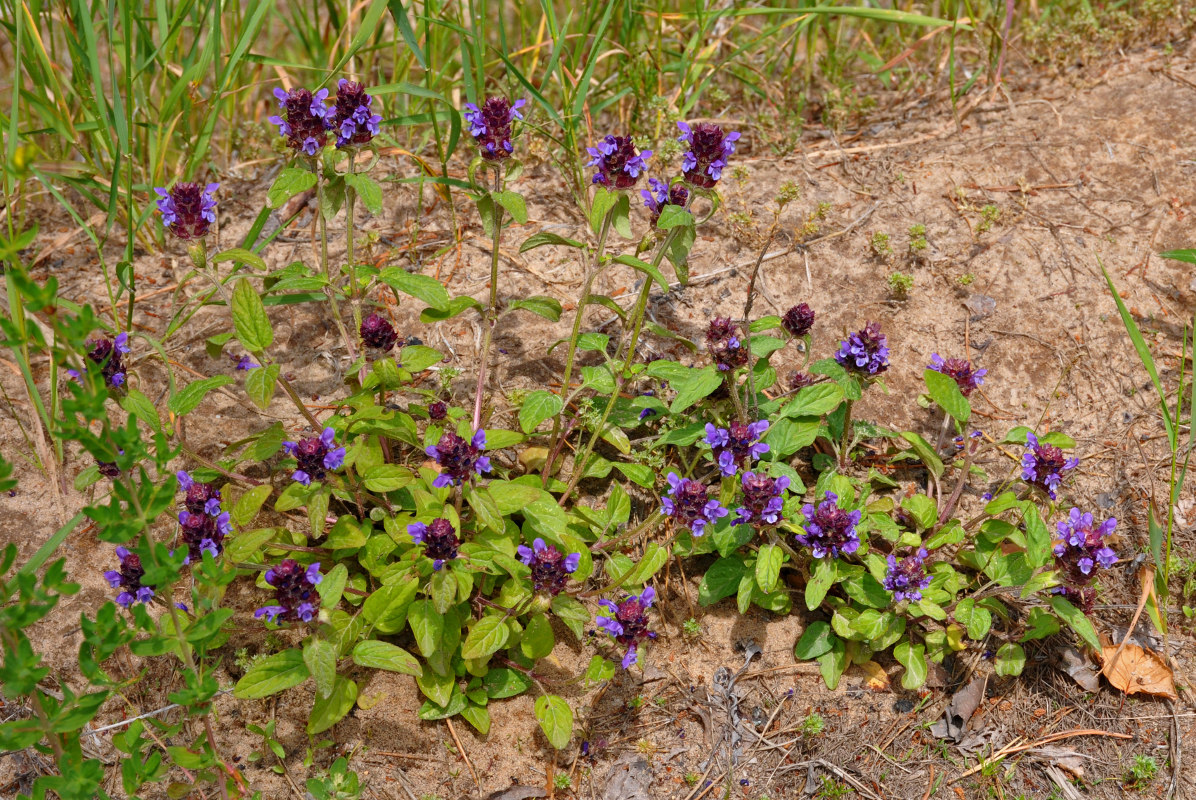 Изображение особи Prunella vulgaris.