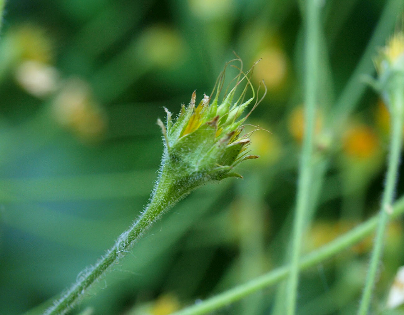 Изображение особи Woronowia speciosa.