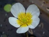 Ranunculus circinatus. Цветок (диаметр венчика 15 мм). Киев, Святошинские озера. 30 мая 2010 г.