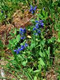 Dracocephalum grandiflorum