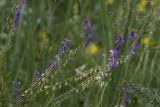 Polygala hybrida