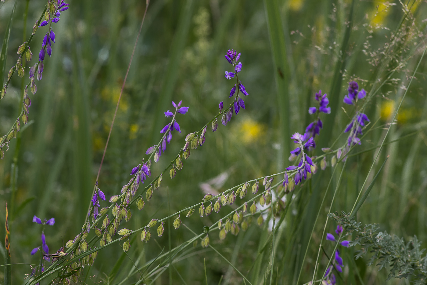 Image of Polygala hybrida specimen.