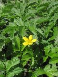 Potentilla anserina